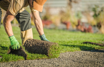 professional landscaper rolling out the sod preparing the instant lawn in his client s background, 